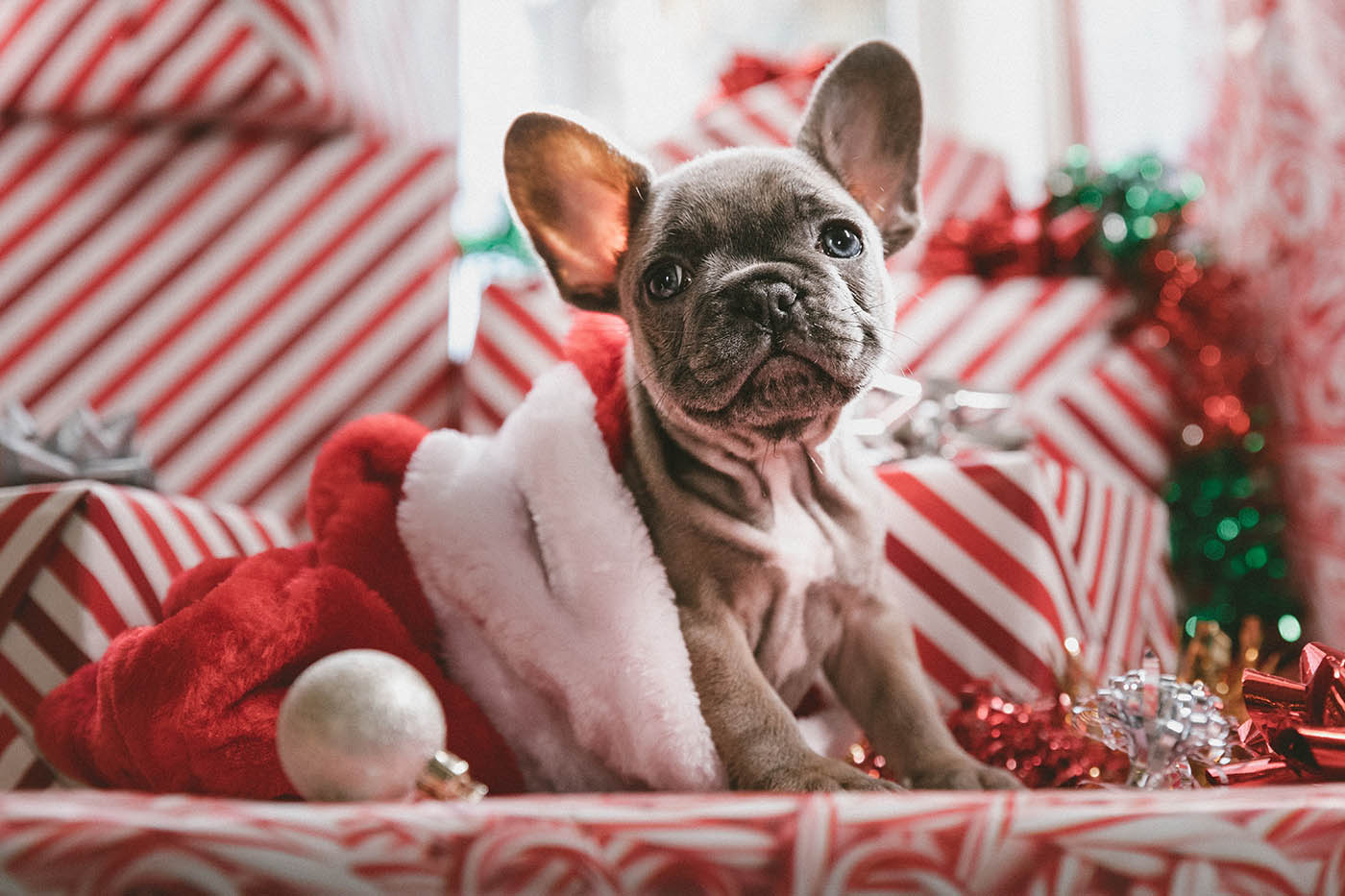The 4 types of Christmas shoppers, which one are you? Pictured here is a really cute puppy at Christmas. 💗